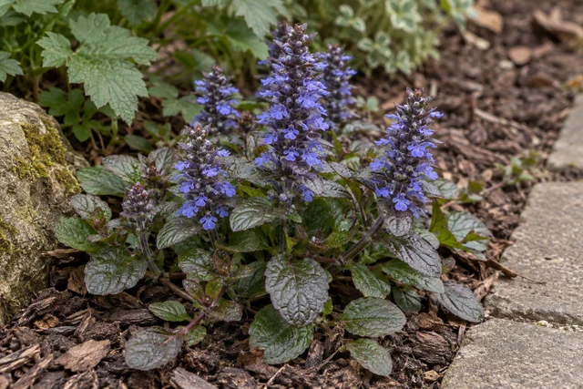 Bugle (Ajuga) (Ajuga reptans)