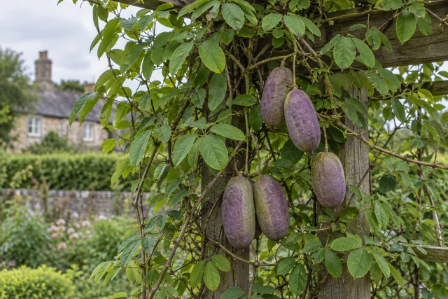 Akebia (Chocolate Vine) (Akebia quinata)