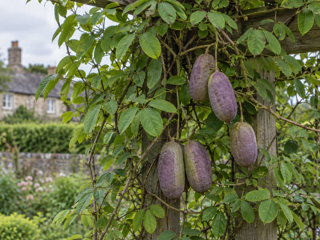 Akebia (Chocolate Vine) (Akebia quinata)