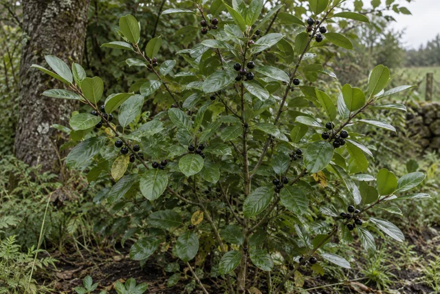 Alder Buckthorn (Frangula alnus)