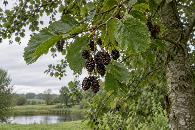 Common Alder (Alnus glutinosa)