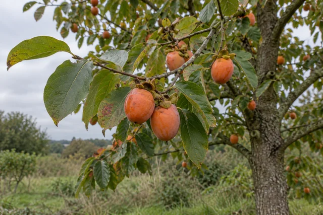 American Persimmon (Diospyros virginiana)