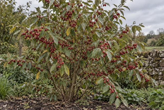 Autumn Olive (Elaeagnus umbellata)