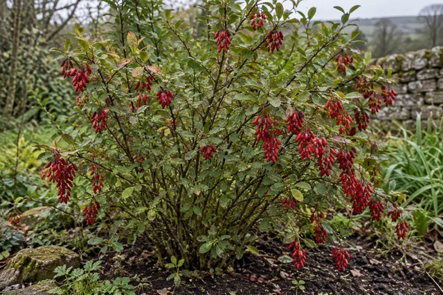 Barberry (Berberis vulgaris)