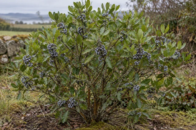 Bayberry (Morella cerifera)