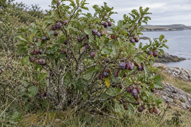 Beach Plum (Prunus maritima)