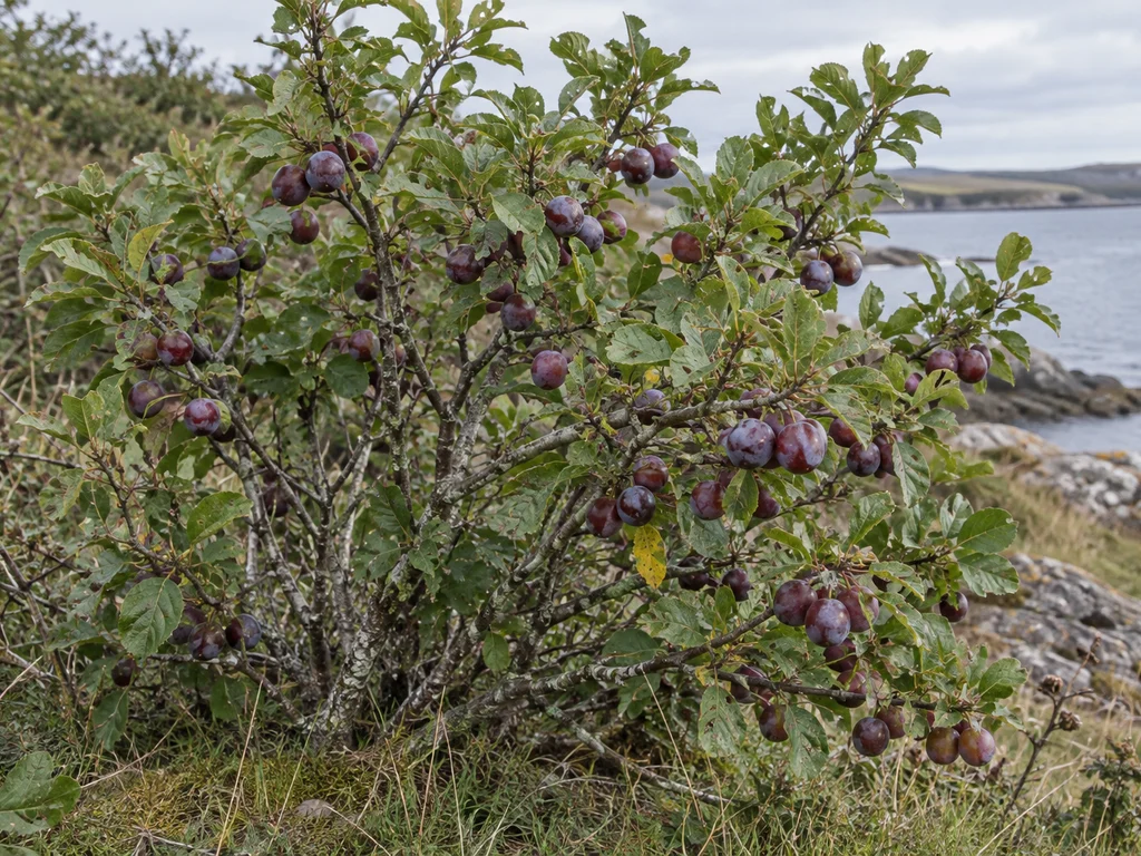 Beach Plum (Prunus maritima)