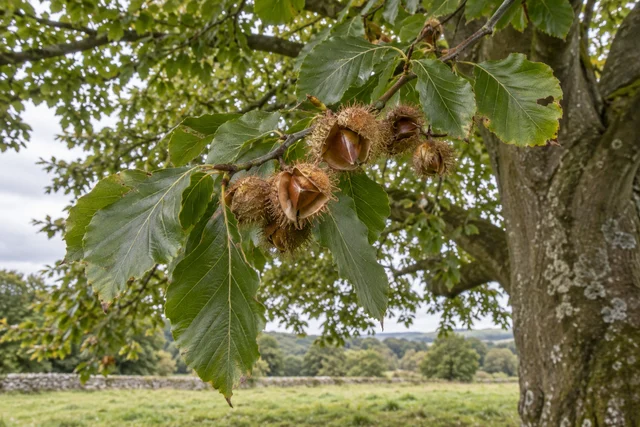 Beech (Fagus sylvatica)