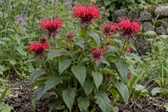 Bergamot (Bee Balm) (Monarda didyma)