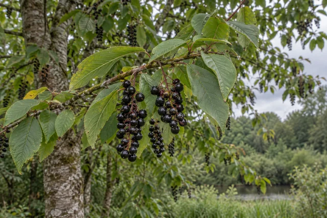Bird Cherry (Prunus padus)