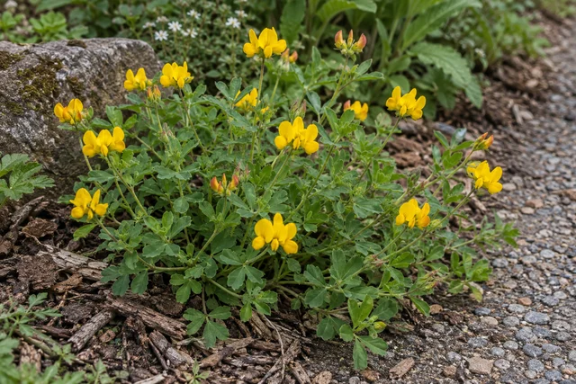 Bird's-foot Trefoil (Lotus corniculatus)