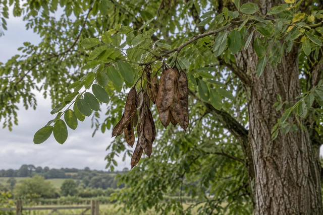 Black Locust (Robinia pseudoacacia)