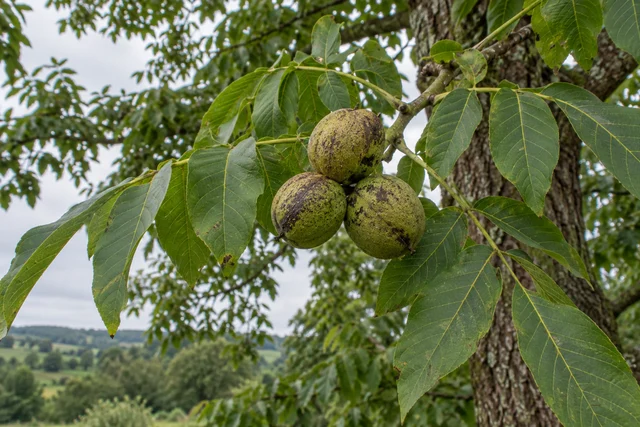Black Walnut (Juglans nigra)