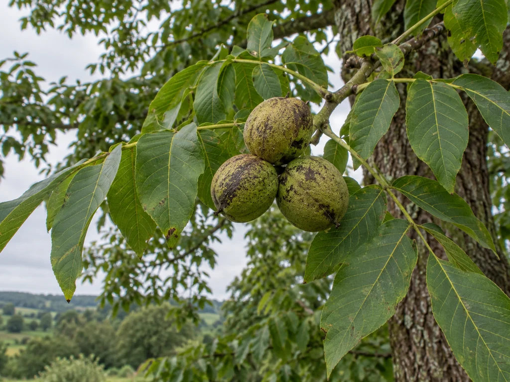 Black Walnut (Juglans nigra)