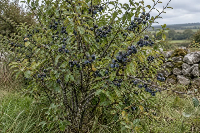 Blackthorn (Prunus spinosa)