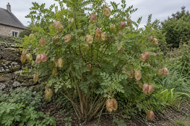 Bladder Senna (Colutea arborescens)