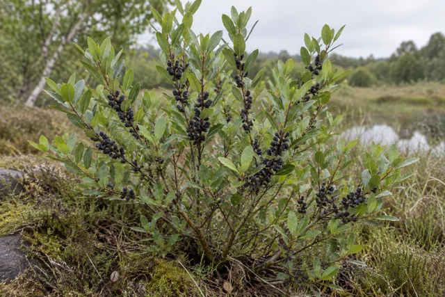 Bog Myrtle (Myrica gale)