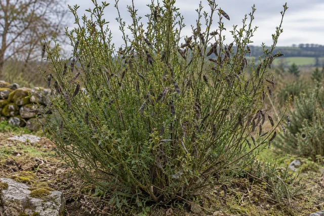 Broom (Cytisus scoparius)