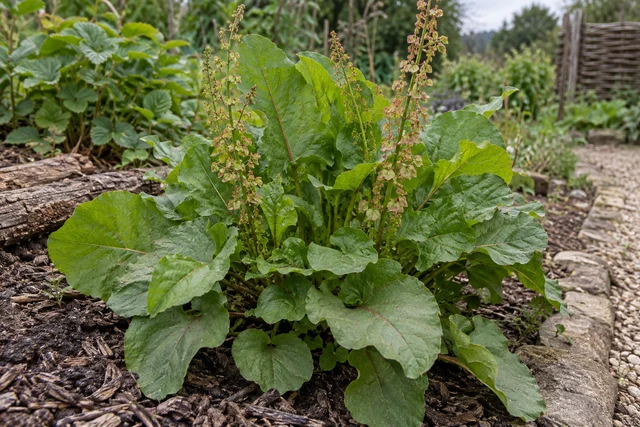 Buckler-leaved Sorrel (Rumex scutatus)