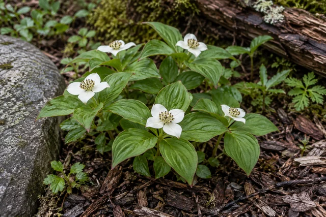 Bunchberry (Cornus canadensis)