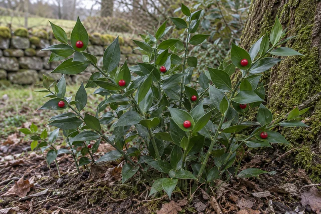 Butcher's Broom (Ruscus aculeatus)