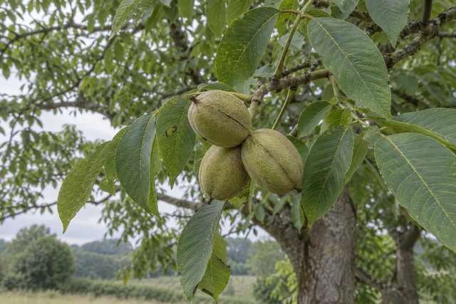 Butternut (White Walnut) (Juglans cinerea)