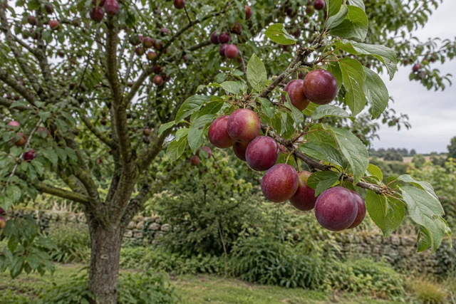 Cherry Plum (Myrobalan) (Prunus cerasifera)