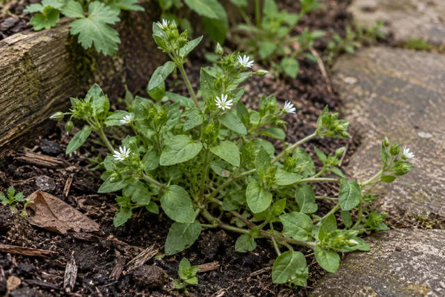 Chickweed (Stellaria media)