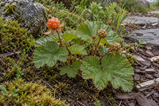 Cloudberry (Rubus chamaemorus)