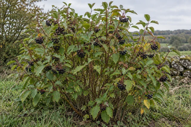 Common Dogwood (Cornus sanguinea)