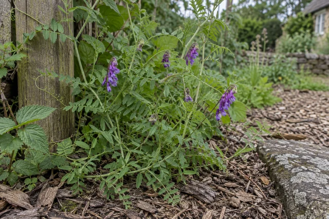 Common Vetch (Vicia sativa)