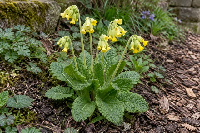 Cowslip (Primula veris)