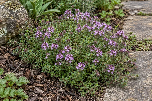 Creeping Thyme (Thymus serpyllum)