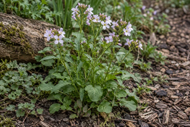 Cuckooflower (Lady's Smock) (Cardamine pratensis)