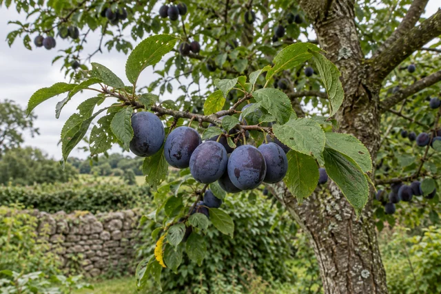 Damson (Prunus insititia)