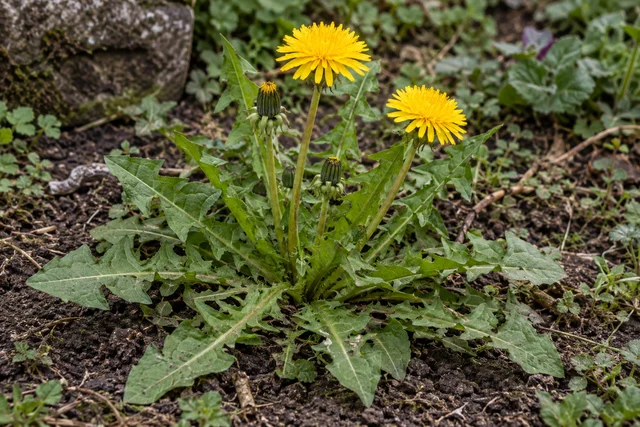 Dandelion (Taraxacum officinale)