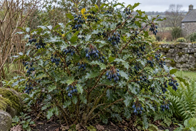 Darwin's Barberry (Berberis darwinii)
