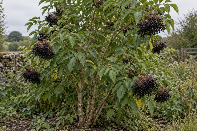 Elder (Sambucus nigra)