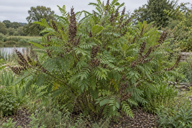 False Indigo (Amorpha) (Amorpha fruticosa)