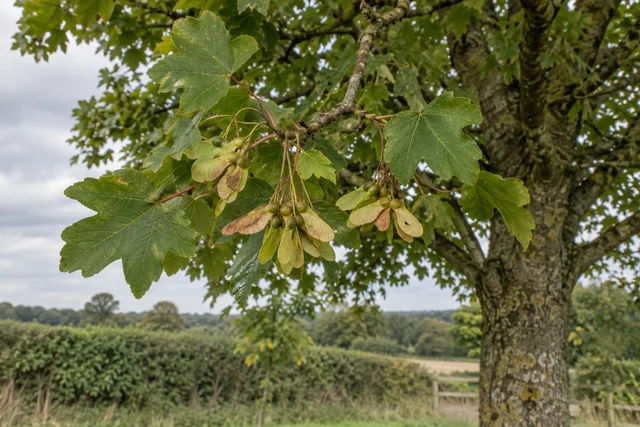 Field Maple (Acer campestre)