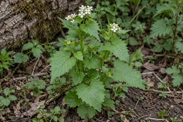 Garlic Mustard (Jack-by-the-hedge) (Alliaria petiolata)