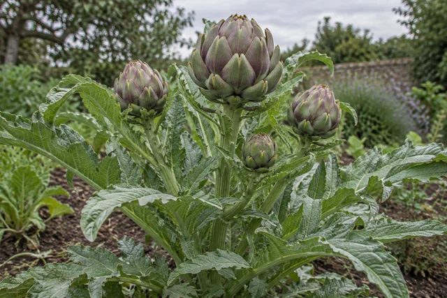 Globe Artichoke (Cynara cardunculus var. scolymus)