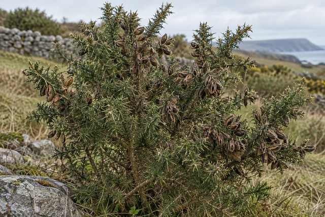 Gorse (Ulex europaeus)