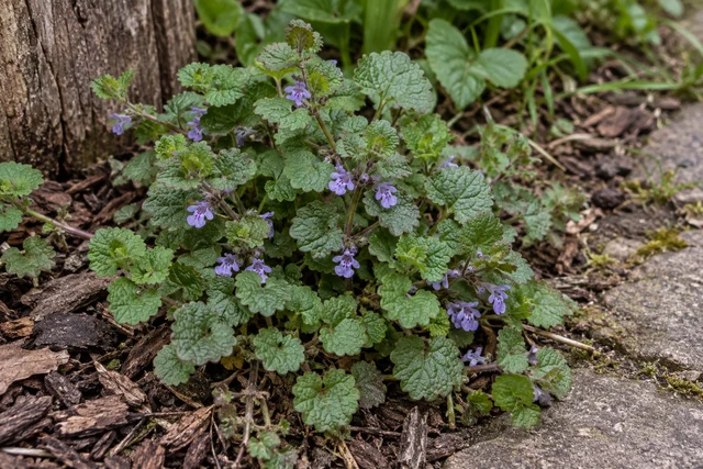 Ground Ivy (Glechoma hederacea)