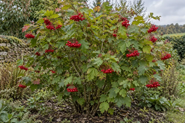 Guelder Rose (Viburnum opulus)