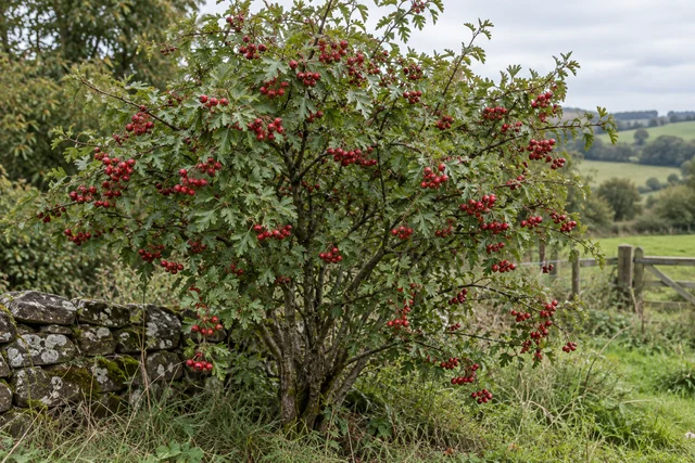 Hawthorn (Crataegus monogyna)