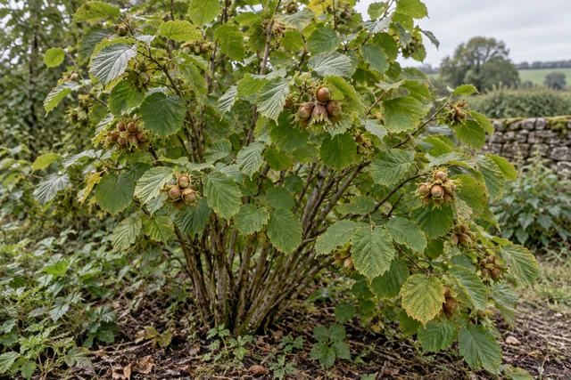 Hazel (Corylus avellana)