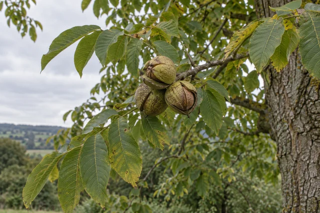 Heartnut (Juglans ailantifolia var. cordiformis)