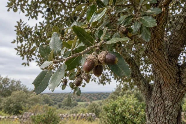 Holm Oak (Quercus ilex)