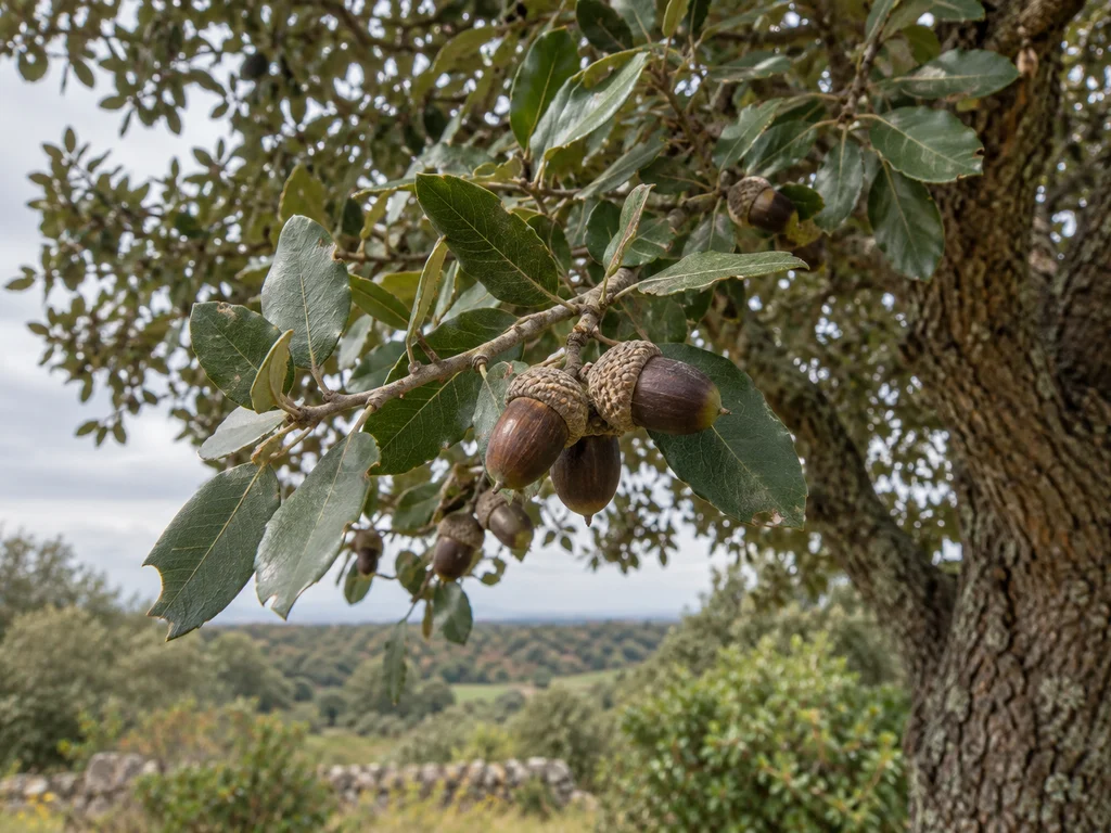Holm Oak (Quercus ilex)